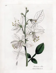 Fraxinelle - Fraxinelle blanche ou dictame de Crète, Dictamnus albus. Gravure sur cuivre coloriée à la main d