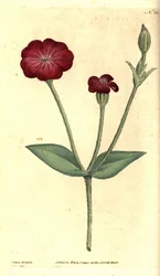 Pavot de jardin - Coquelourde rose, Silene coronaria (Agrostemma coronaria). Gravure sur cuivre coloriée à la main et illustration botanique de James Sowerby tirée de The Botanical Magazine de William Curtis, Lambeth Marsh, Londres