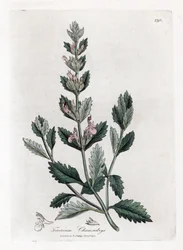 Germandrée petit chêne - Germandrée petit chêne, Teucrium chamaedrys. Gravure sur cuivre coloriée à la main d