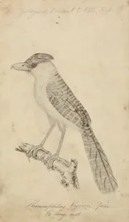Géant Fourmilier