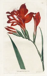 Glaïeul cardinal