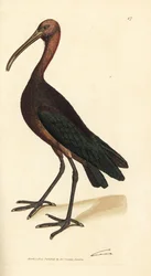 Ibis lustré, Plegadis falcinellus (Ibis de la baie, Tantalus falcinellus)