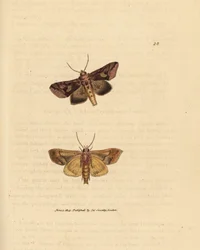 Papillon doré, Autographa bractea