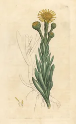 Inule crithmoïde, Limbarda crithmoides