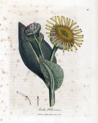 Grande aunée