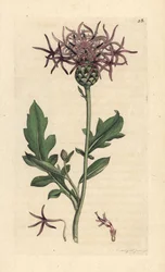 Centaurea scabieuse, Centaurea scabiosa