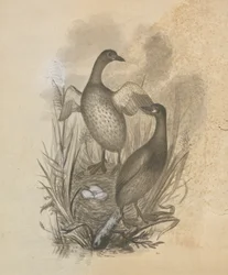 Grèbes
