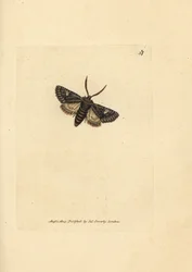 Noctuelle verte