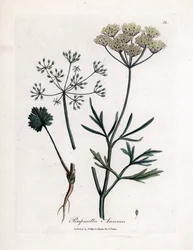 Anis vert (Pimpinella anisum)