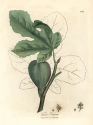 Figuier vert, fruit, feuilles, contour de feuille