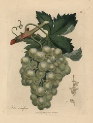 Raisins verts, vigne et feuilles, Vitis vinifera