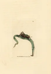 Sauterelle verte, Omocestus viridulus (Gryllus viridulus)