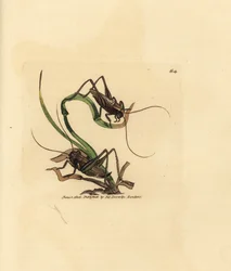 Grillon gris, Platycleis grisea (Sauterelle grise, Locust grisea). Gravure à la main en cuivre colorée par James Sowerby de The British Miscellany, ou Figures colorées de sujets animaux nouveaux, rares ou peu connus