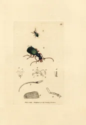 Carabe doré, Drypta dentata