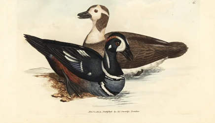 Canard arlequin, Histrionicus histrionicus (Anas histrionica). Mâle et femelle. Gravure en cuivre colorée à la main par James Sowerby du British Miscellany, ou Figures colorées de sujets animaux nouveaux, rares ou peu connus.