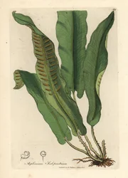 Fougère scolopendre, Asplenium scolopendrium