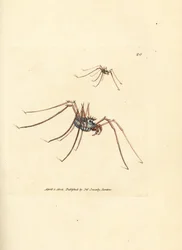Faucheur, Megabunus diadema