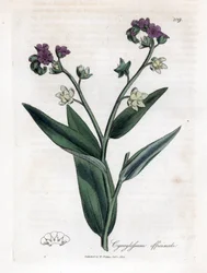Langue de chien, Cynoglossum officinale. Gravure à la main en couleur d