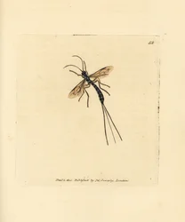 Mouche ichneumon, Rhyssa persuasoria