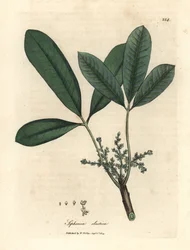 Arbre à caoutchouc, arbre à résine élastique, Siphonia elastica