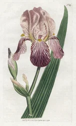 Iris à odeur de sureau
