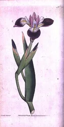 Iris versicolore, planche 21 du 