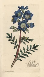 Polemonium bleu
