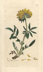 Anthyllide vulnéraire
