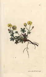 Potentille à grandes fleurs, Potentilla grandiflora. Gravure à la main d