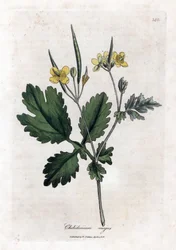 Grande chélidoine - Grande chélidoine, Chelidonium majus. Gravure sur cuivre coloriée à la main d
