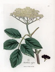 Sureau noir - Sureau noir commun, Sambucus nigra. Gravure sur cuivre coloriée à la main d