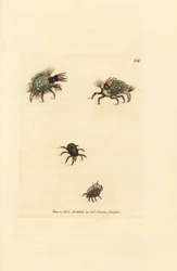 Larve de Hemerobius vêtue de lichen, avec acarien