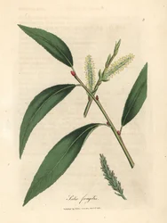 Feuilles et chatons du saule fragile, Salix fragilis