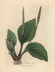Feuilles et fleurs de plantain, Plantago major