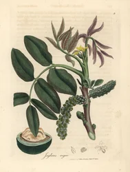 Feuilles, fleur jaune et noix du noyer commun, Juglans regia