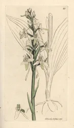 Orchis à deux feuilles, Platanthera bifolia