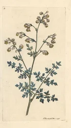 Rue des prés, Thalictrum minus. Gravure à la main d