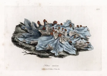 Lichen cendré, Lichen caninus