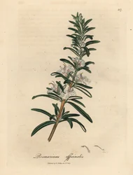 Romarin à fleurs bleu clair, Rosmarinus officinalis