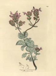 Dictame de Crète à fleurs lilas, Origanum dictamnus