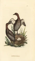 Grèbe castagneux, Tachybaptus ruficollis (petit grèbe au menton noir, Colymbus hebridicus ?). Couple au nid avec trois œufs. Gravure sur cuivre coloriée à la main de James Sowerby tirée de The British Miscellany, or Coloured figures of new, rare, or