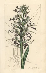 Orchis bouc, Himantoglossum hircinum (Satyre bouc ou ochis, Satyrium hircinum). Gravure à la main en cuivre d