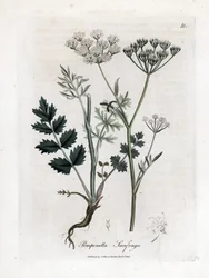 Saxifrage brûlée - Pimpinella saxifraga. Gravure à la main d