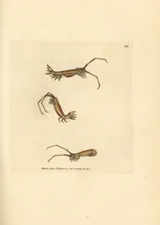 Isopode à longues cornes, Astacilla longicornis (Oniscus longicornis)