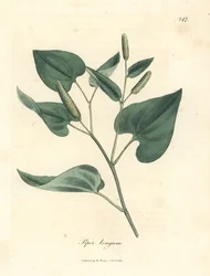 Piper longum