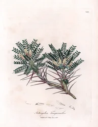 Astragale de Marseille ou coussin de mère - Astragale épineux, Astragalus tragacantha. Gravure à la main en couleur d