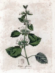 Mélisse officinale - Mélisse officinale, Melissa officinalis. Gravure sur cuivre coloriée à la main d