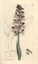Orchis militaire, Orchis militaris Gravure à la main d