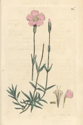 Œillet des montagnes