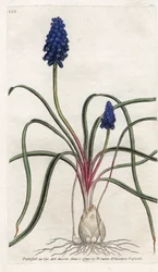 Muscari à touffe ou muscari négligé - Lithographie par James Sowerby (1757-1822), tirée du « Botanical Magazine » de William Curtis (1746-1799)